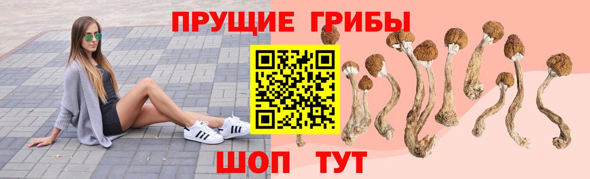 Курчатов  Псилоцибиновые грибы GOLDEN TEACHER  Вход с VPN 